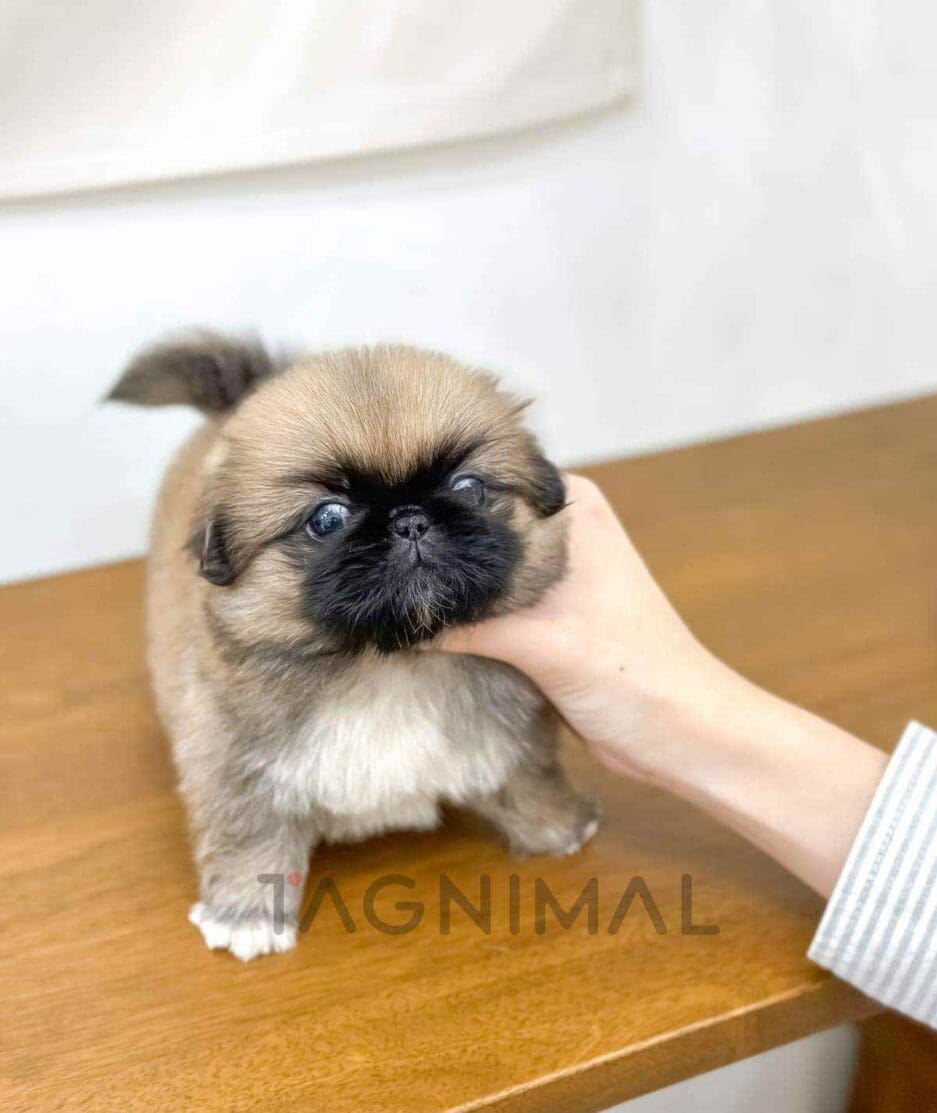 Pekingese puppy for sale, dog for sale at Tagnimal