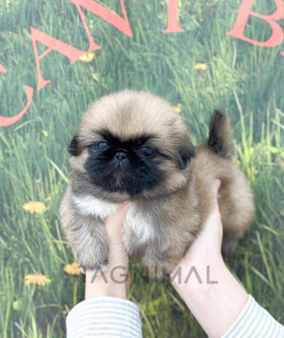 Pekingese puppy for sale, dog for sale at Tagnimal