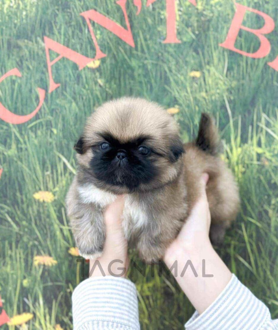 Pekingese puppy for sale, dog for sale at Tagnimal