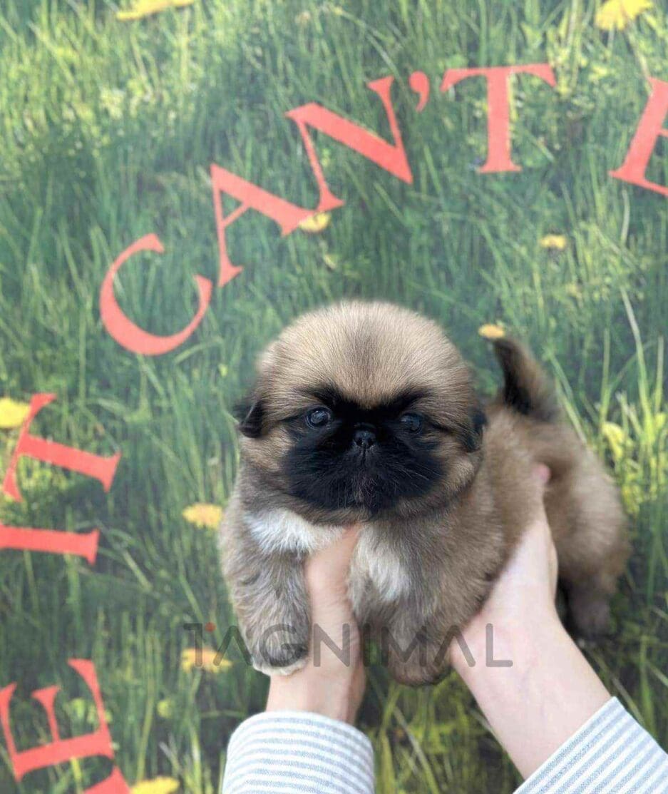 Pekingese puppy for sale, dog for sale at Tagnimal