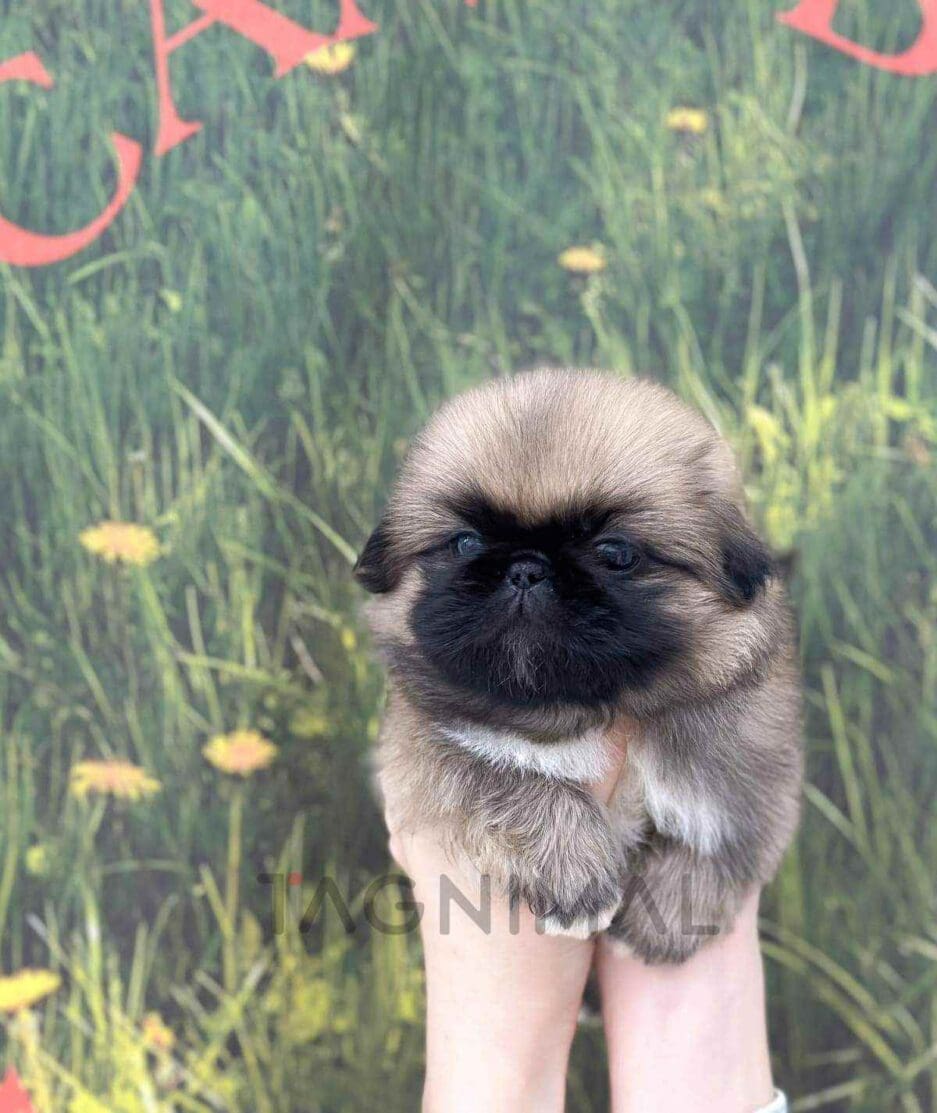 Pekingese puppy for sale, dog for sale at Tagnimal