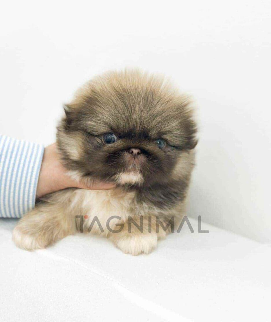 Pekingese puppy for sale, dog for sale at Tagnimal