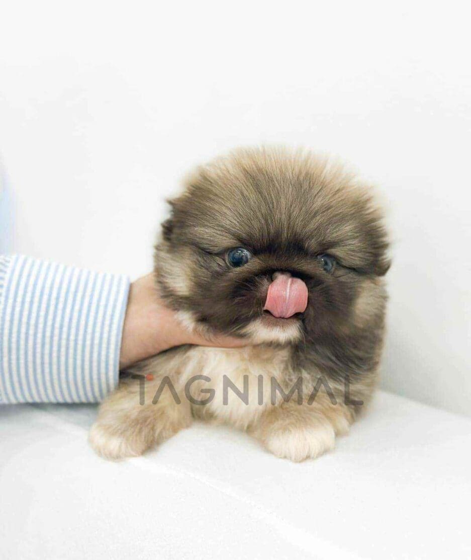 Pekingese puppy for sale, dog for sale at Tagnimal