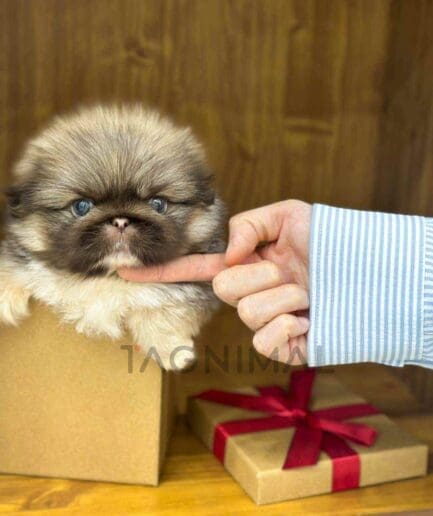 Pekingese puppy for sale, dog for sale at Tagnimal