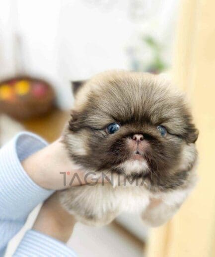 Pekingese puppy for sale, dog for sale at Tagnimal