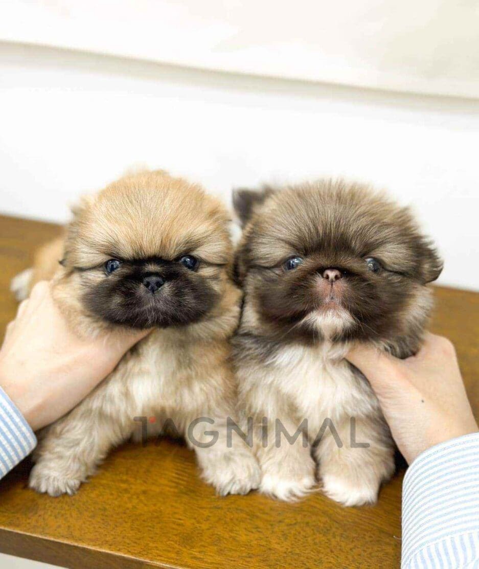 Pekingese puppy for sale, dog for sale at Tagnimal