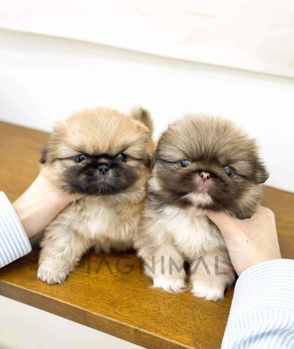 Pekingese puppy for sale, dog for sale at Tagnimal