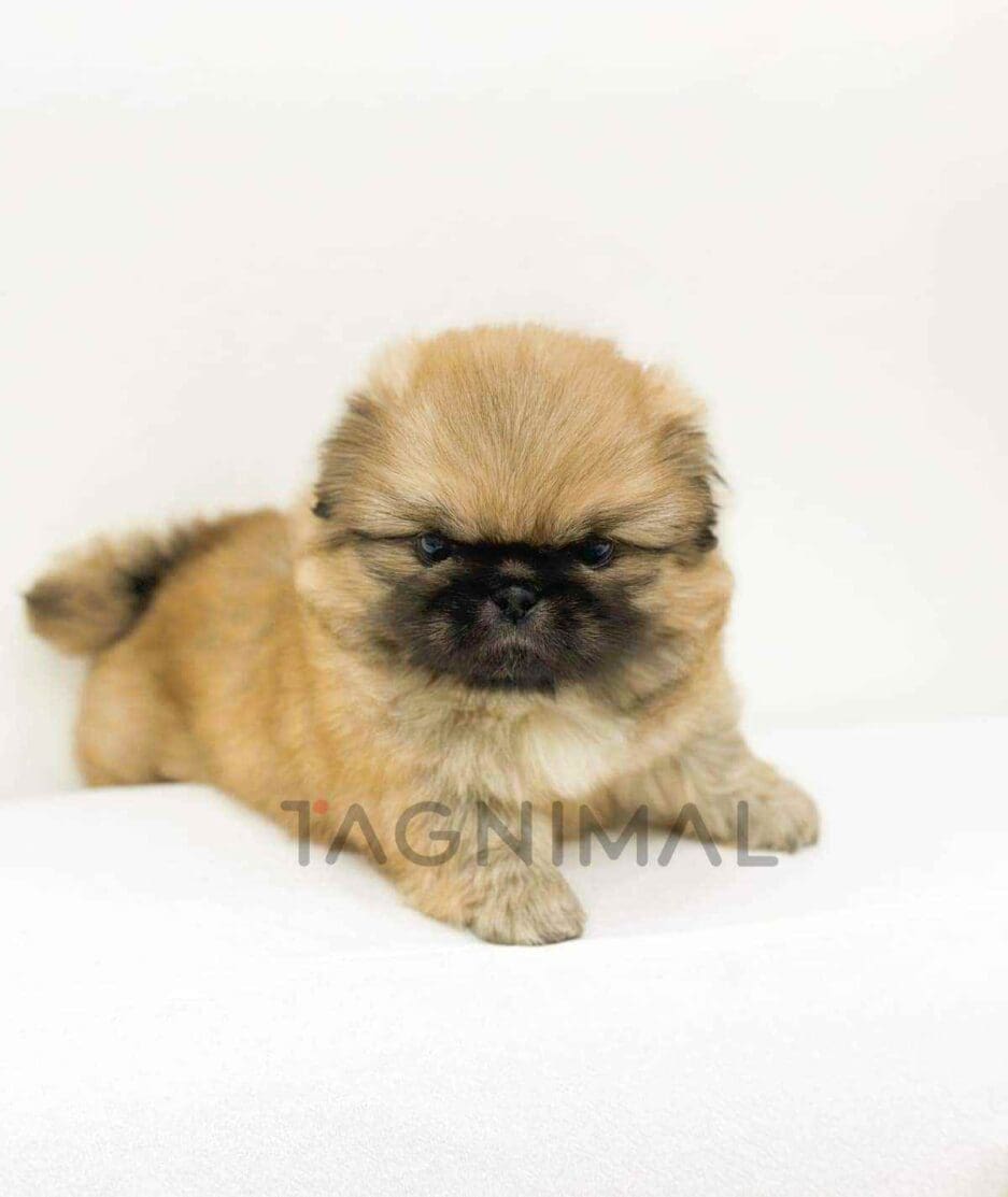 Pekingese puppy for sale, dog for sale at Tagnimal