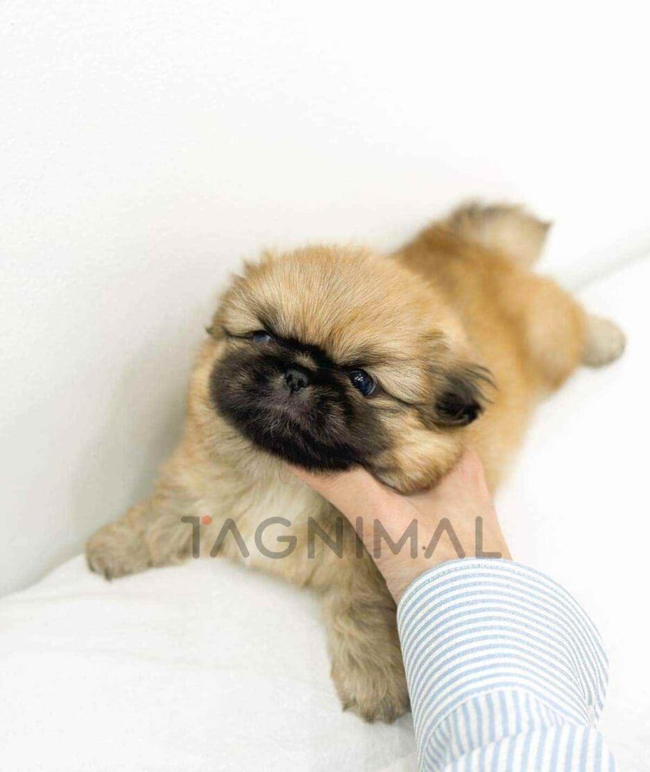 Pekingese puppy for sale, dog for sale at Tagnimal