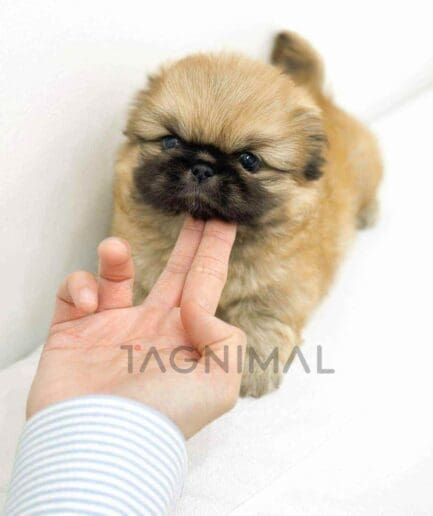 Pekingese puppy for sale, dog for sale at Tagnimal