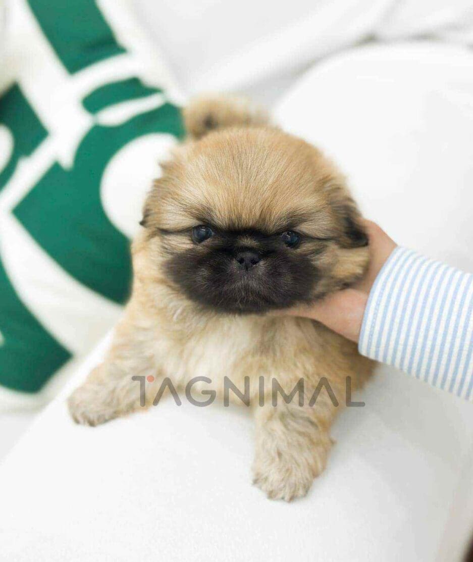 Pekingese puppy for sale, dog for sale at Tagnimal