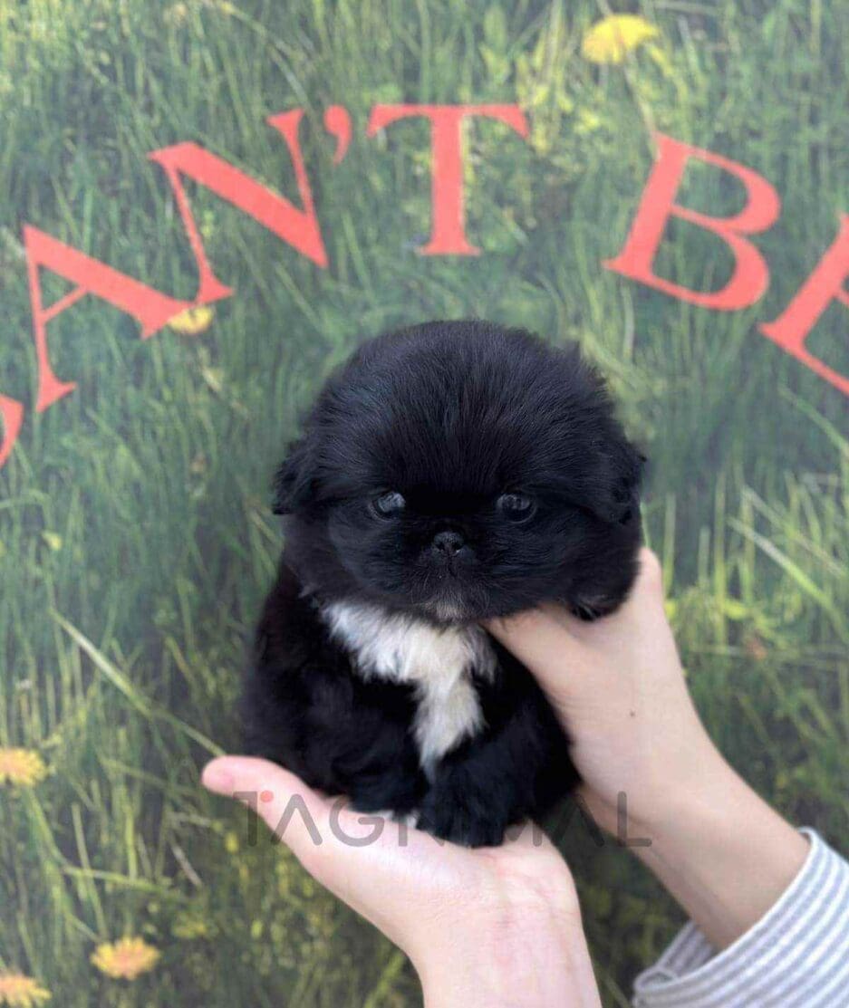 Pekingese puppy for sale, dog for sale at Tagnimal