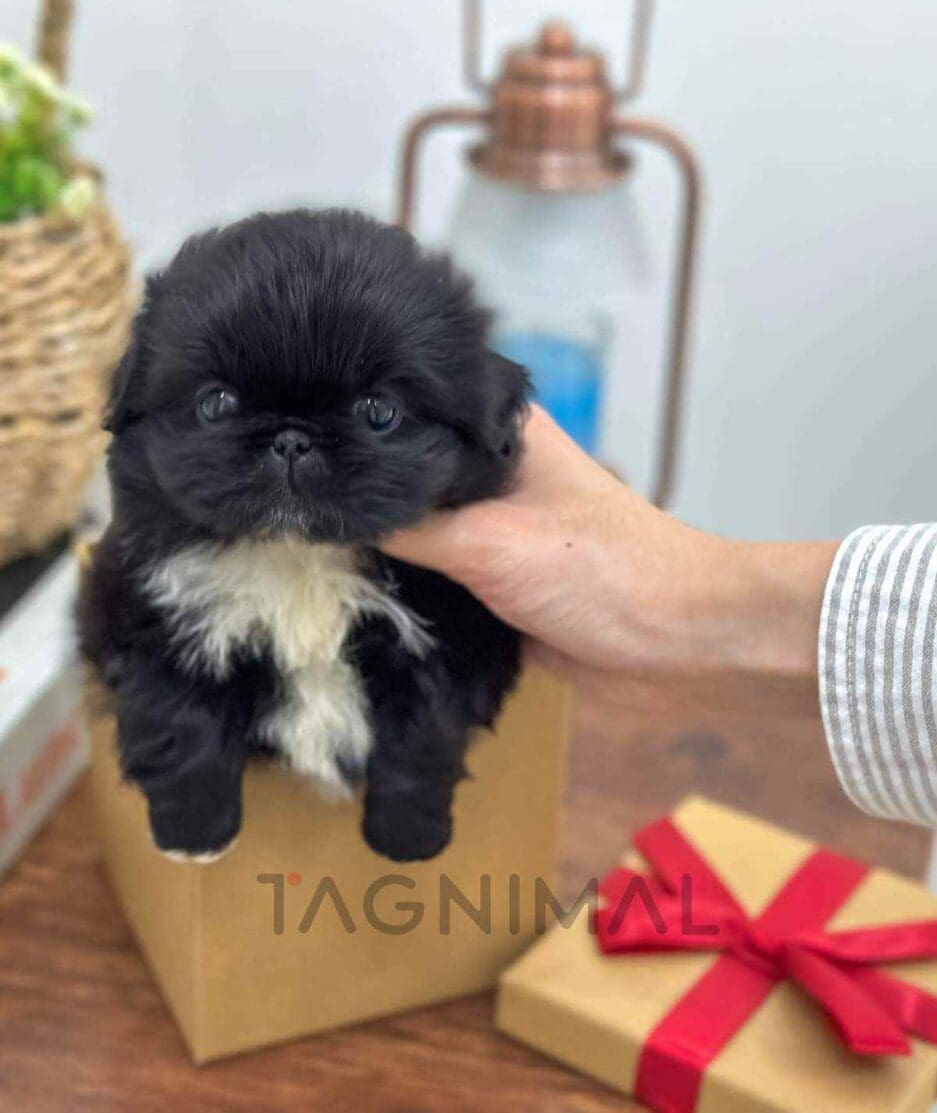 Pekingese puppy for sale, dog for sale at Tagnimal