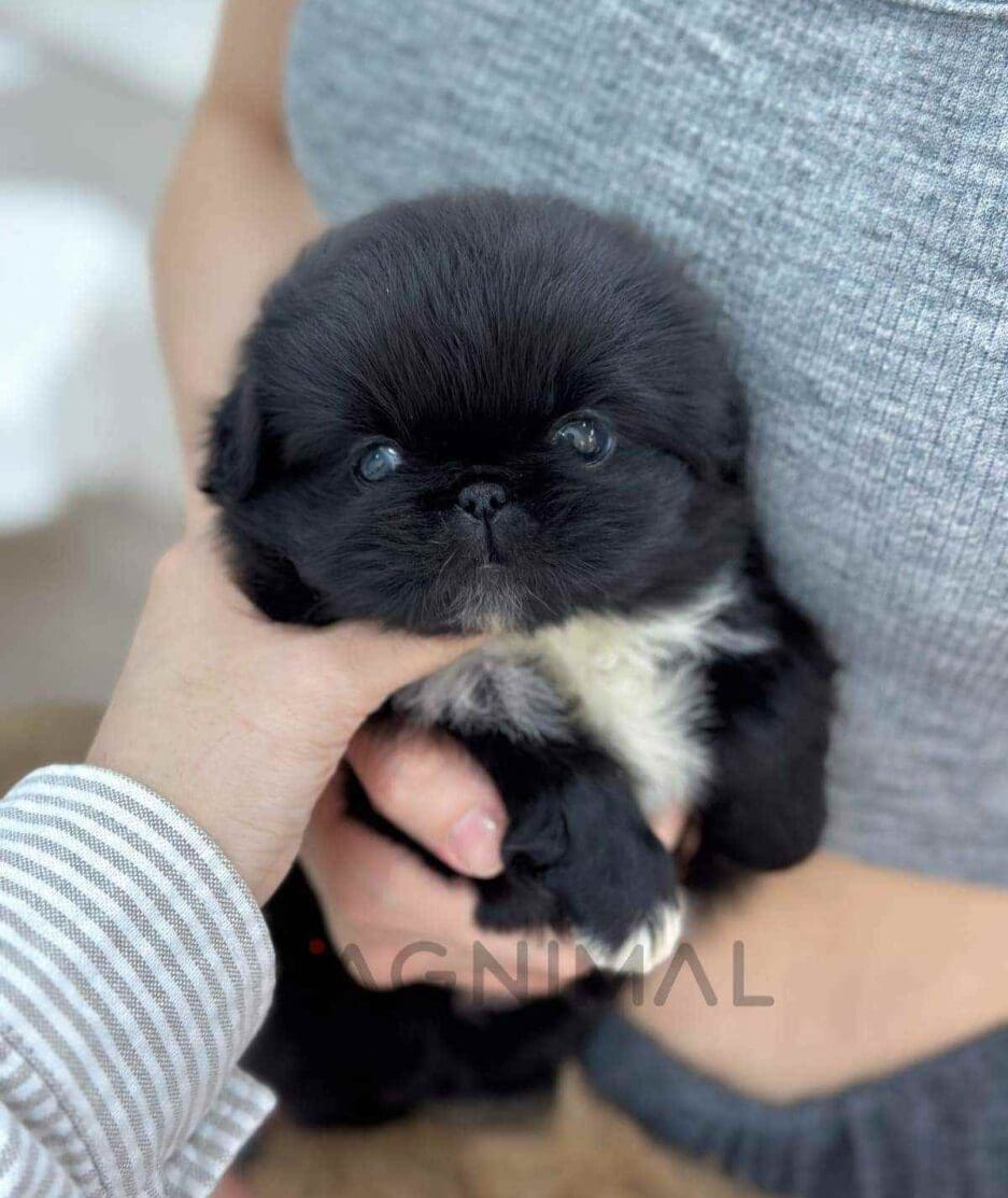 Pekingese puppy for sale, dog for sale at Tagnimal