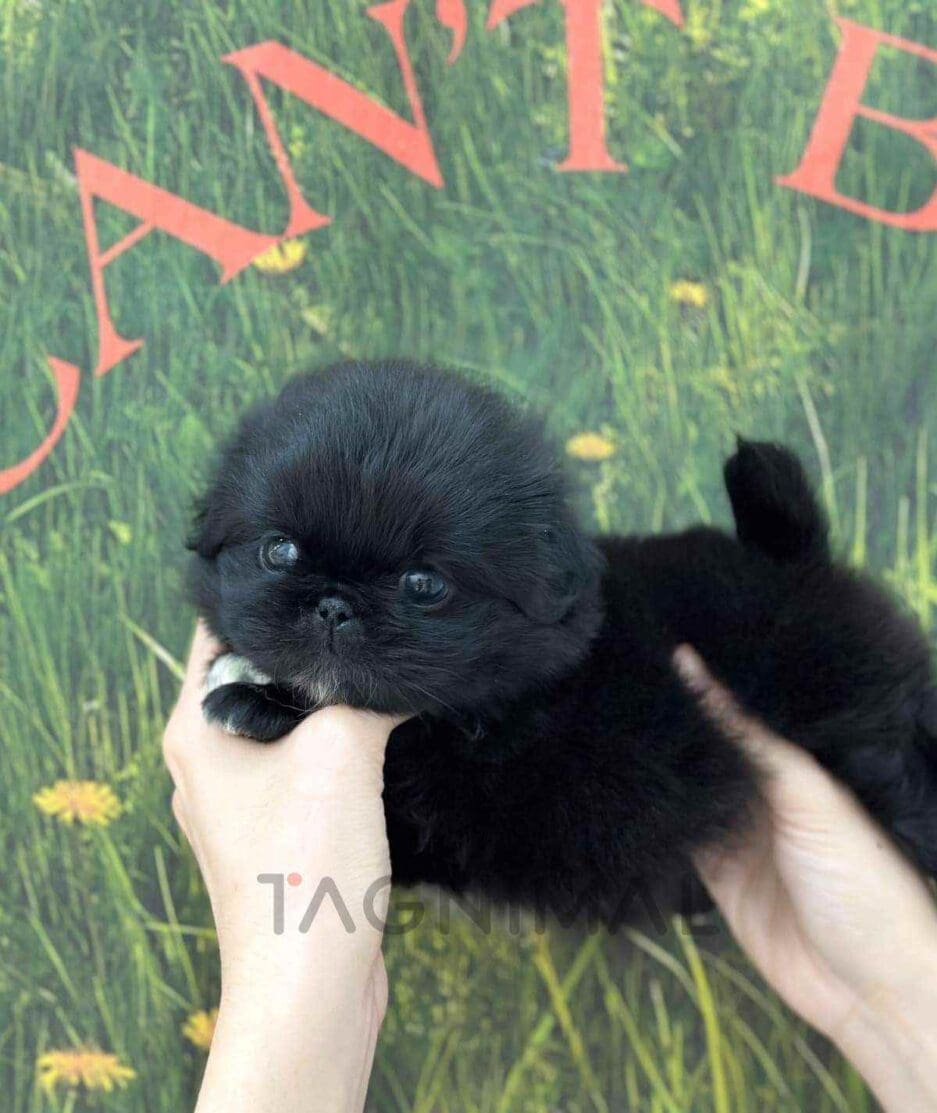 Pekingese puppy for sale, dog for sale at Tagnimal