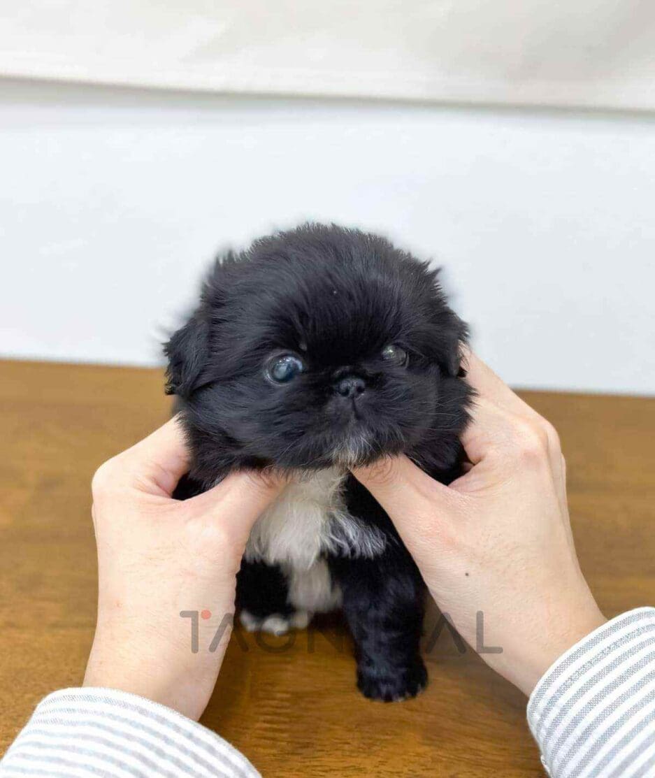 Pekingese puppy for sale, dog for sale at Tagnimal