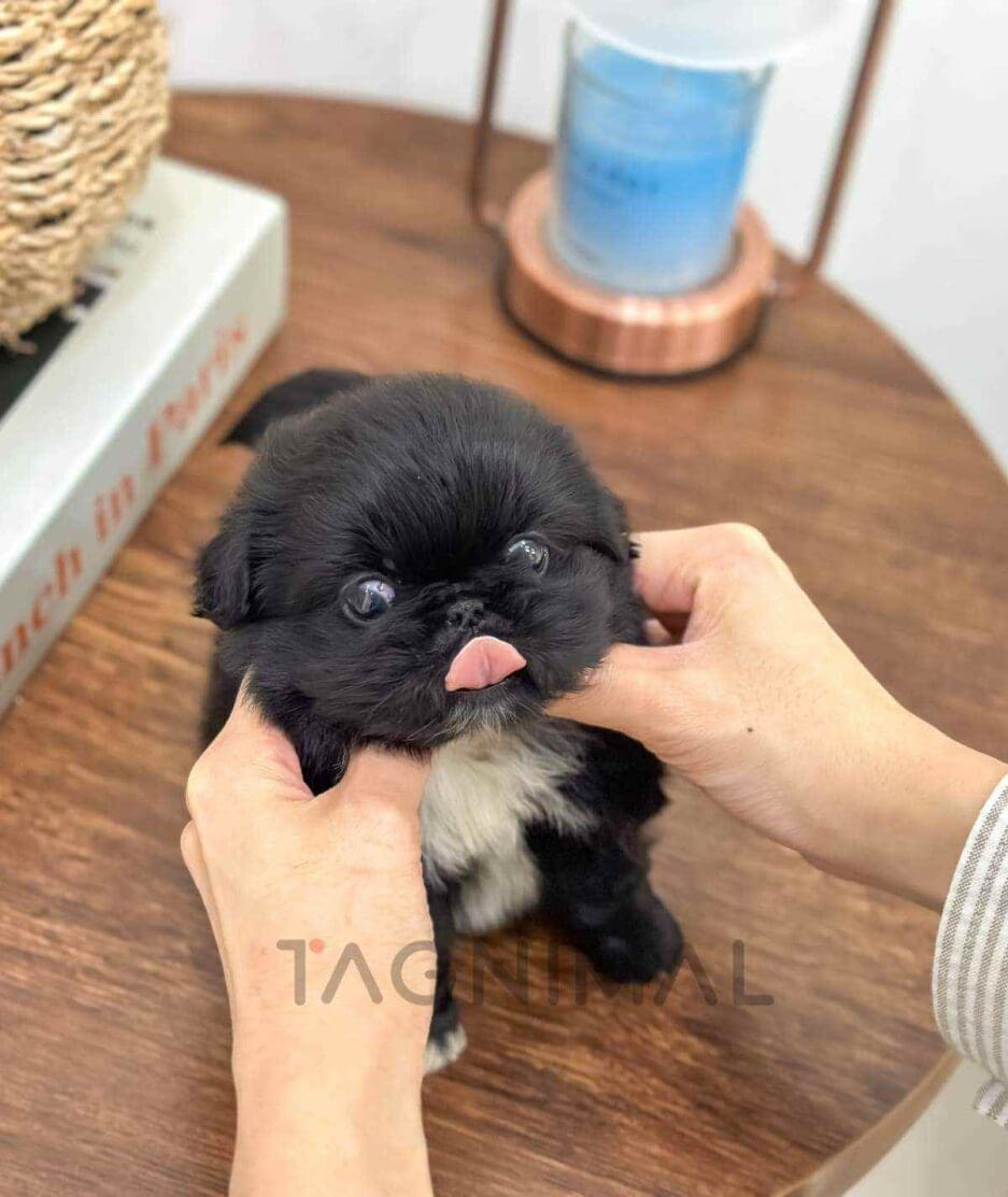 Pekingese puppy for sale, dog for sale at Tagnimal