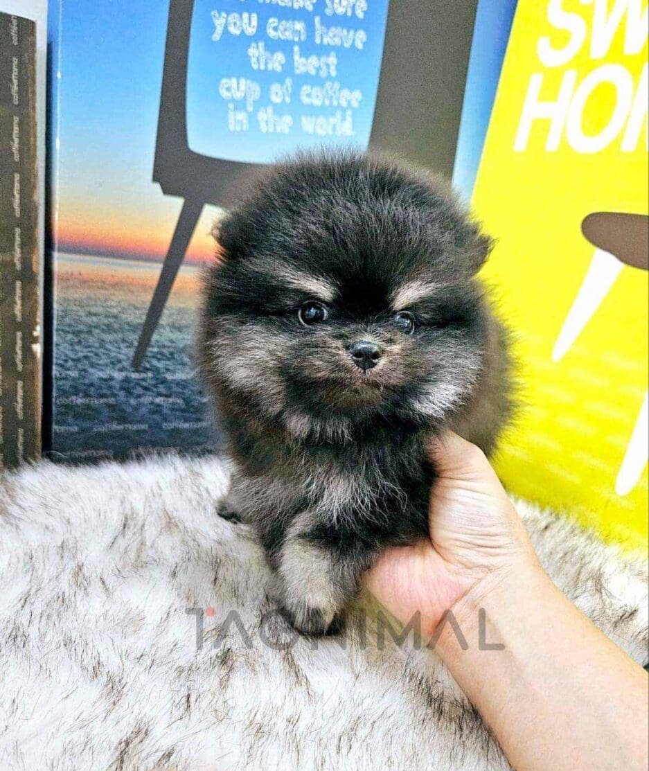 Pomeranian puppy for sale, dog for sale at Tagnimal