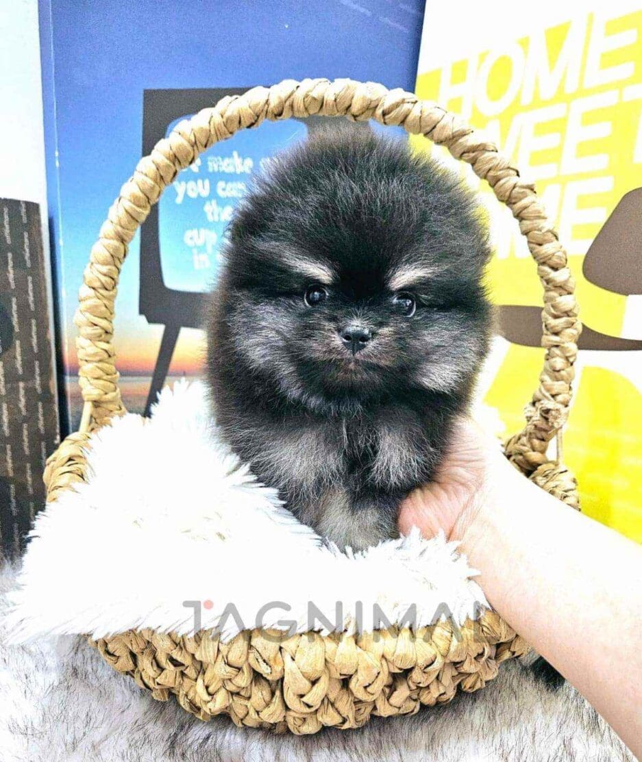 Pomeranian puppy for sale, dog for sale at Tagnimal