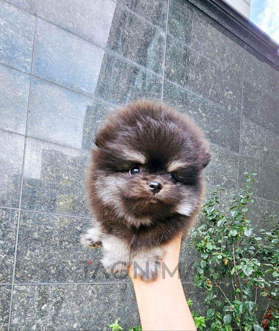 Pomeranian puppy for sale, dog for sale at Tagnimal