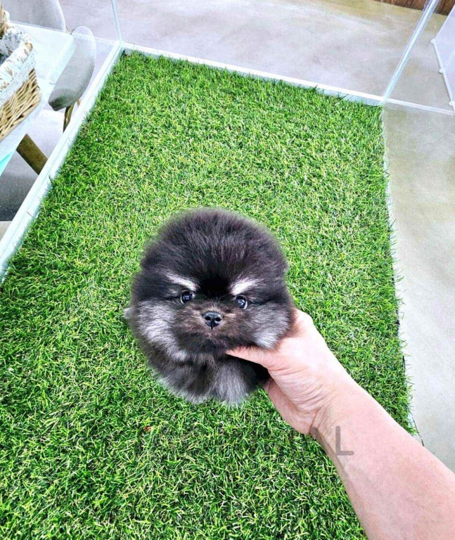 Pomeranian puppy for sale, dog for sale at Tagnimal