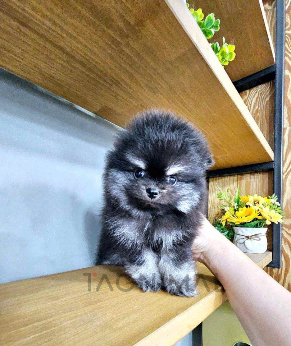 Pomeranian puppy for sale, dog for sale at Tagnimal