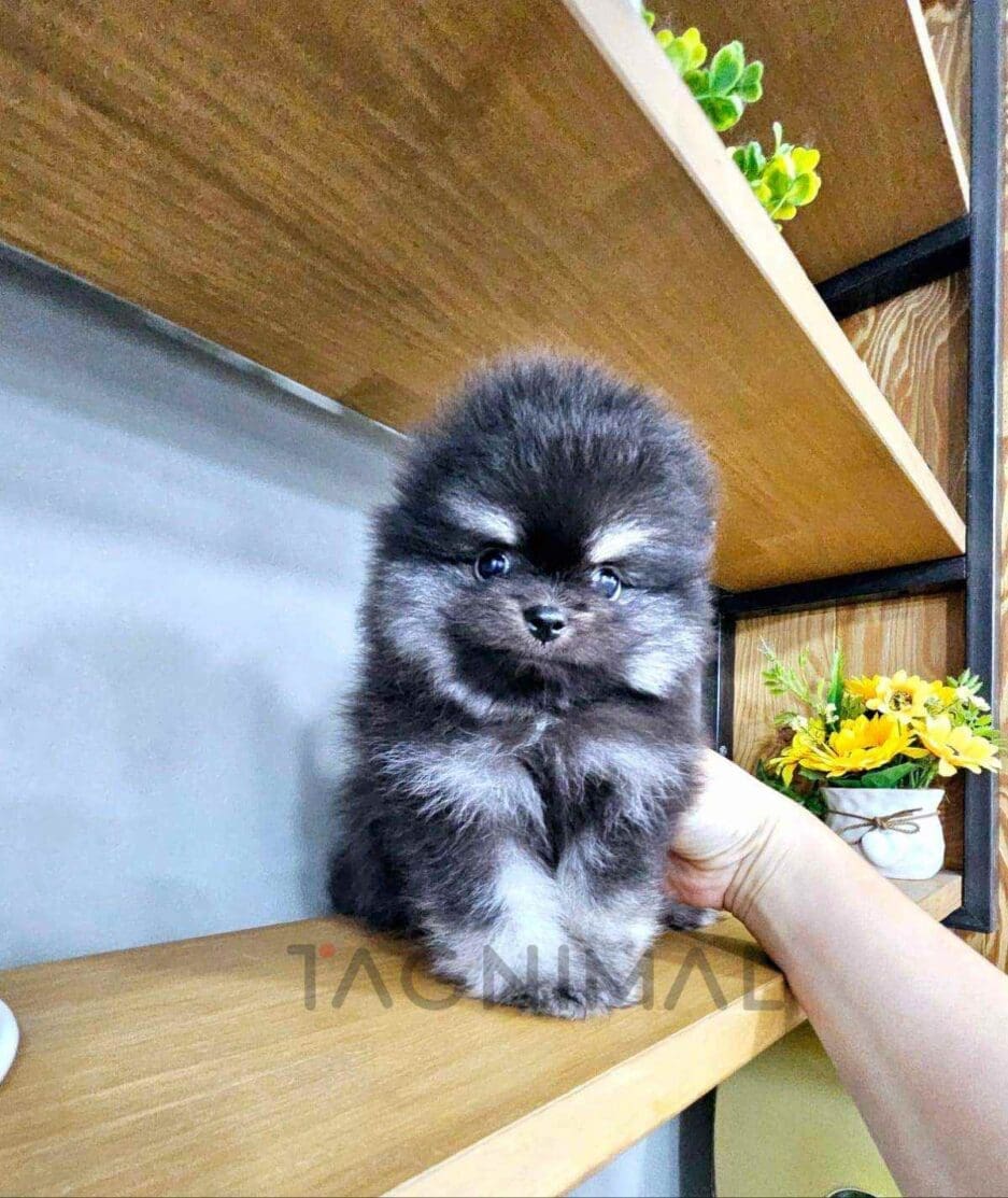 Pomeranian puppy for sale, dog for sale at Tagnimal