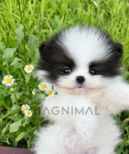 Pomeranian puppy for sale, dog for sale at Tagnimal