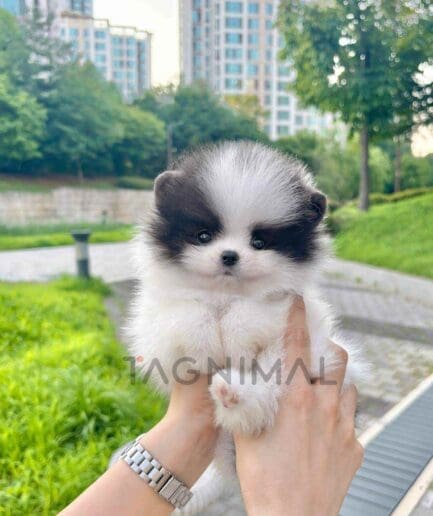 Pomeranian puppy for sale, dog for sale at Tagnimal