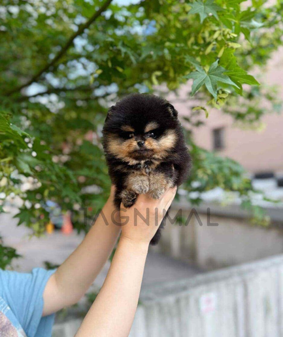 Pomeranian puppy for sale, dog for sale at Tagnimal