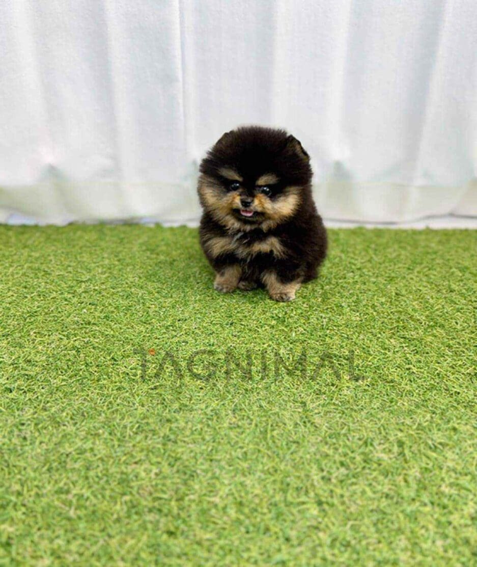 Pomeranian puppy for sale, dog for sale at Tagnimal