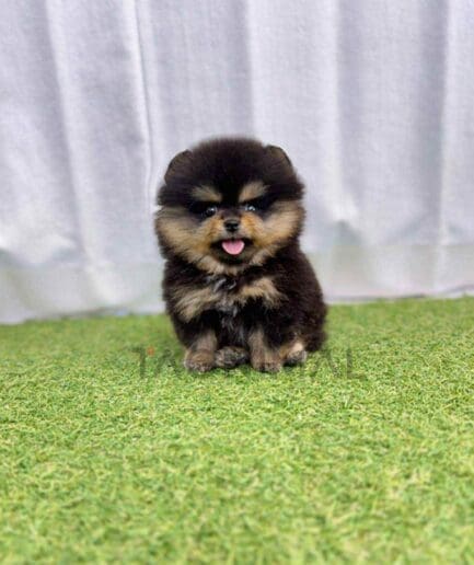 Pomeranian puppy for sale, dog for sale at Tagnimal