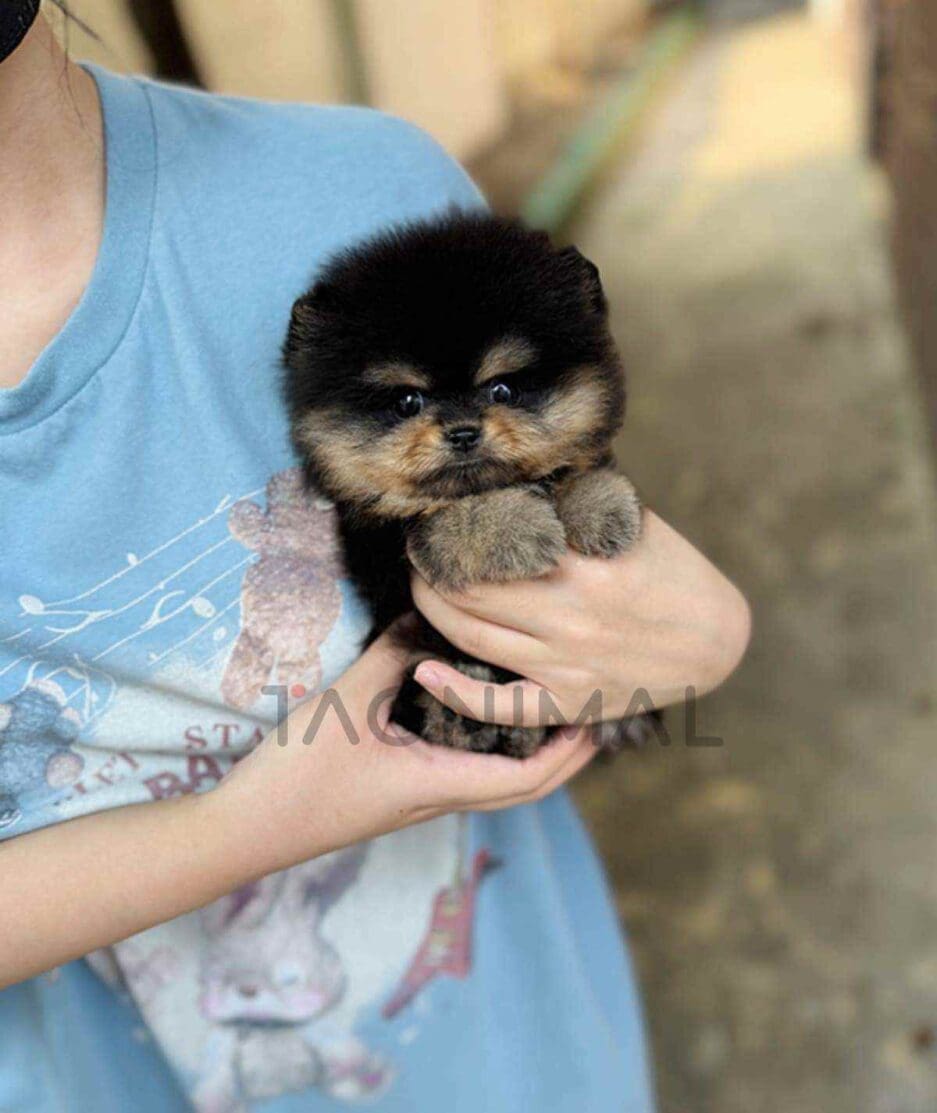 Pomeranian puppy for sale, dog for sale at Tagnimal