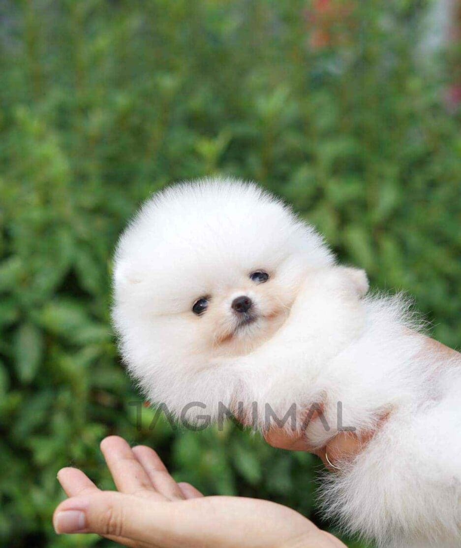 Pomeranian puppy for sale, dog for sale at Tagnimal