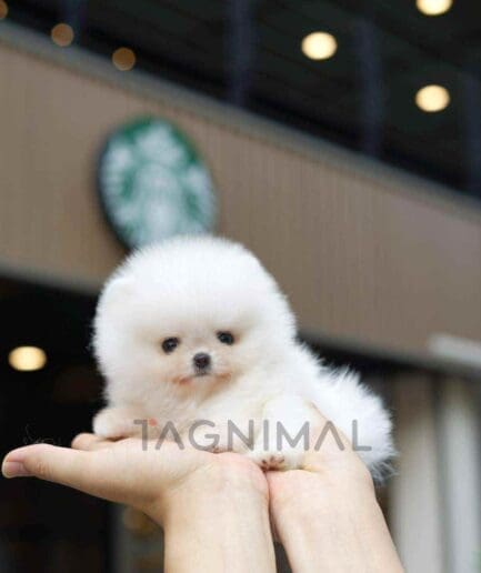 Pomeranian puppy for sale, dog for sale at Tagnimal