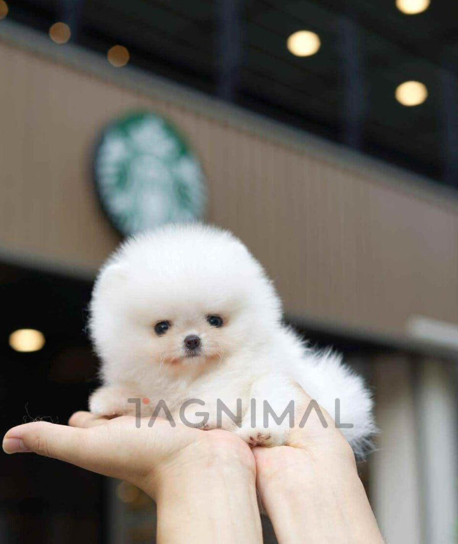 Pomeranian puppy for sale, dog for sale at Tagnimal