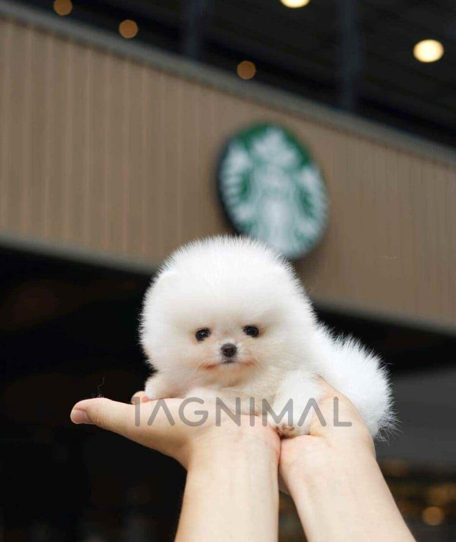 Pomeranian puppy for sale, dog for sale at Tagnimal