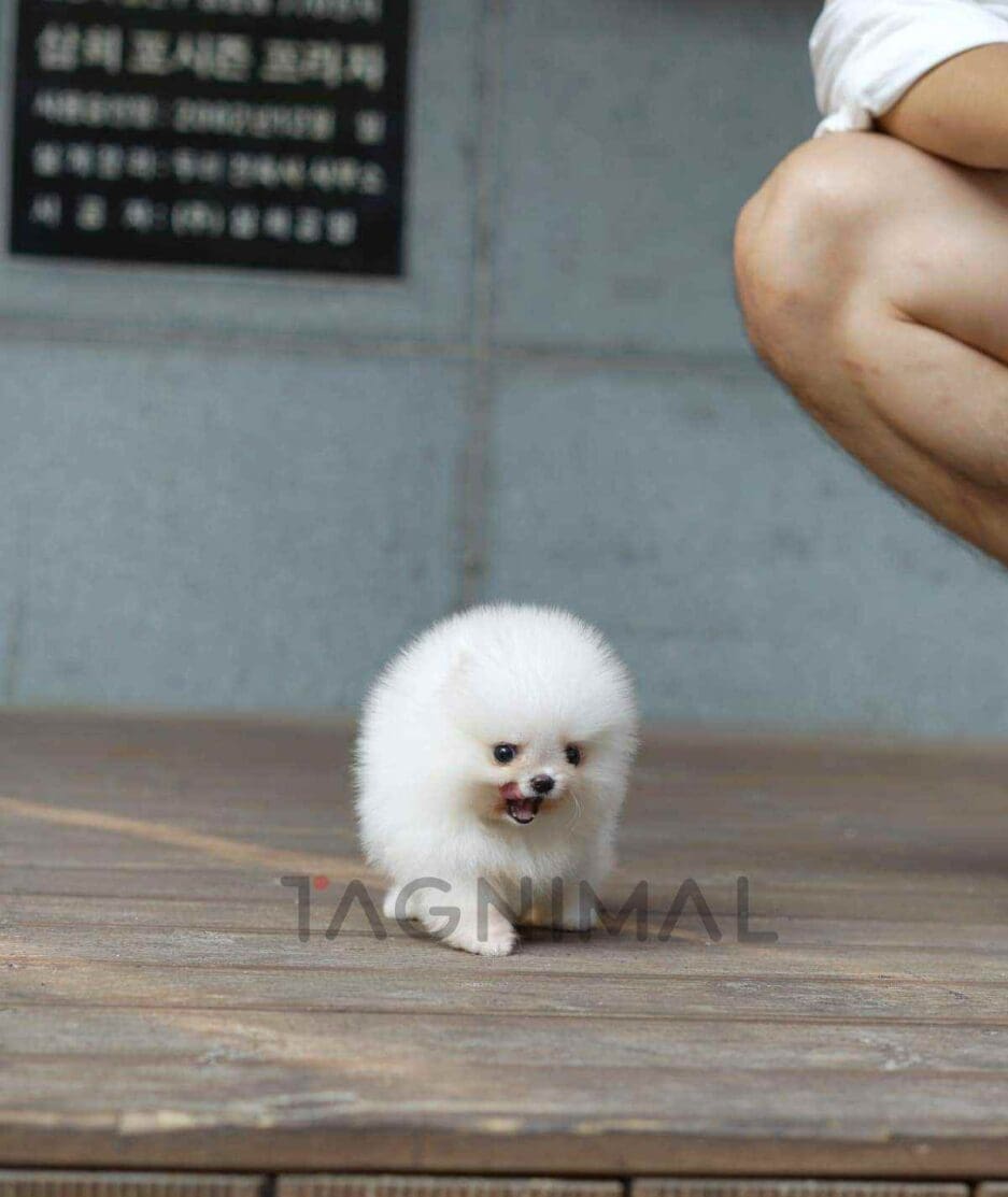 Pomeranian puppy for sale, dog for sale at Tagnimal