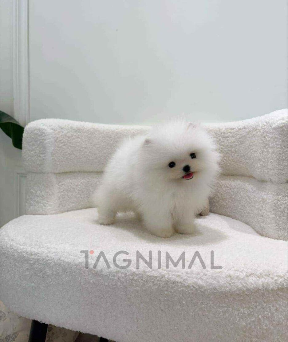 Pomeranian puppy for sale, dog for sale at Tagnimal