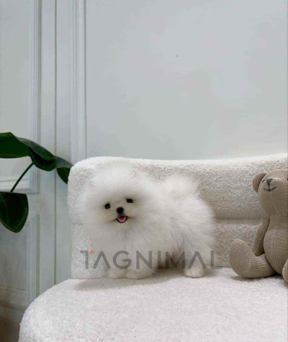 Pomeranian puppy for sale, dog for sale at Tagnimal