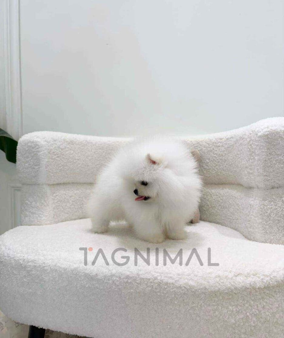 Pomeranian puppy for sale, dog for sale at Tagnimal