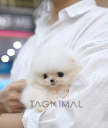 Pomeranian puppy for sale, dog for sale at Tagnimal