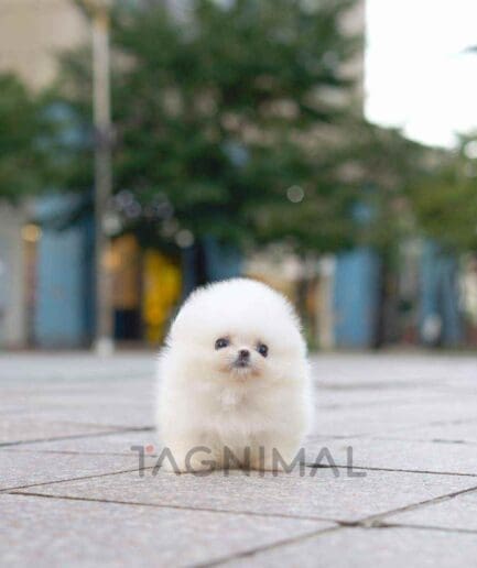 Pomeranian puppy for sale, dog for sale at Tagnimal