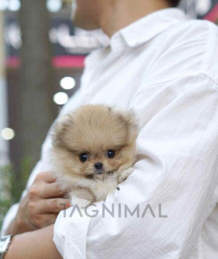 Pomeranian puppy for sale, dog for sale at Tagnimal