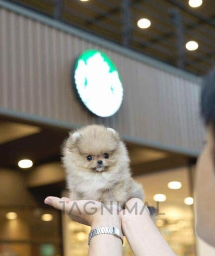 Pomeranian puppy for sale, dog for sale at Tagnimal