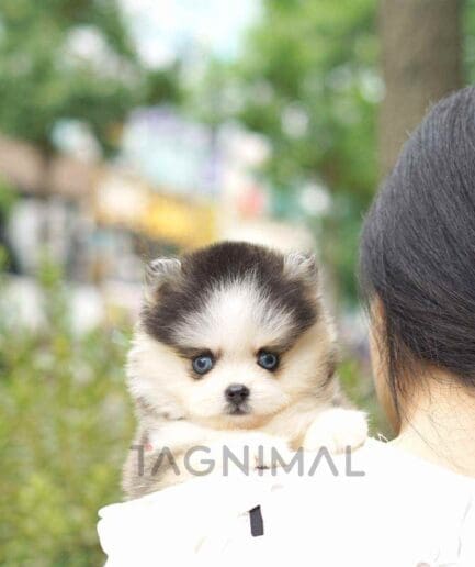 Pomsky puppy for sale, dog for sale at Tagnimal