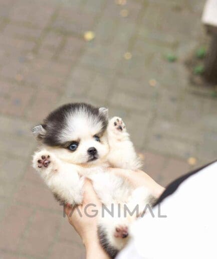 Pomsky puppy for sale, dog for sale at Tagnimal