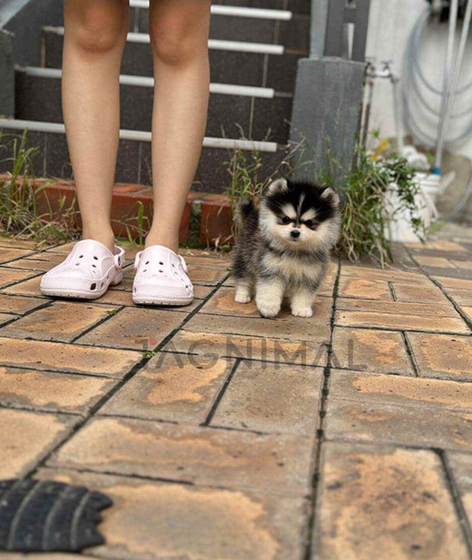 Pomsky puppy for sale, dog for sale at Tagnimal