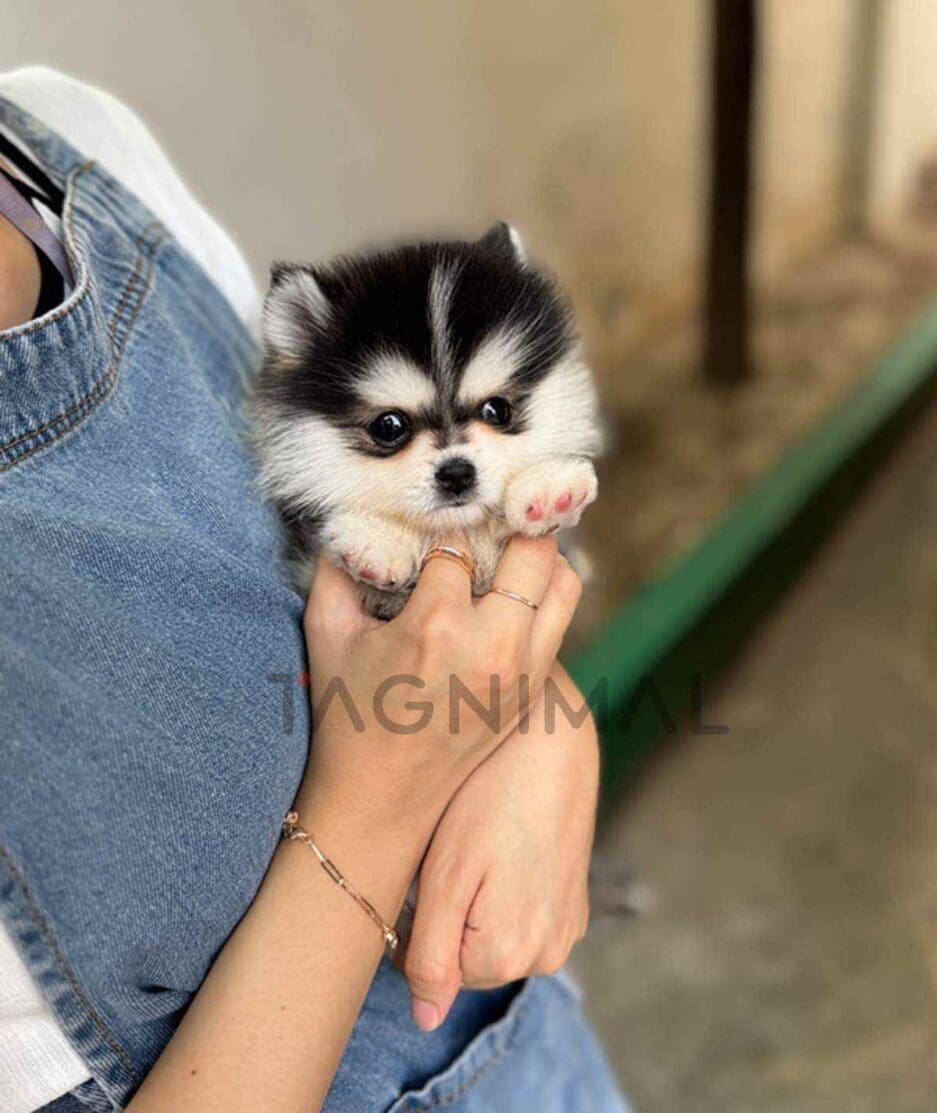 Pomsky puppy for sale, dog for sale at Tagnimal