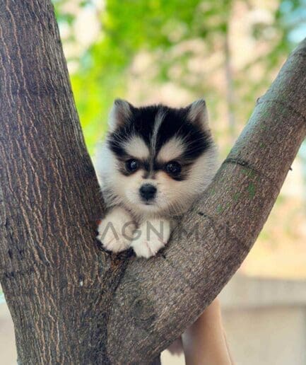 Pomsky puppy for sale, dog for sale at Tagnimal